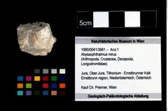 Foto (Objekt + Etikett) von Abyssophthalmus mirus  (NHMW-GEO-1990-0041-3681)